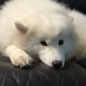 Meet your Posher, Diane